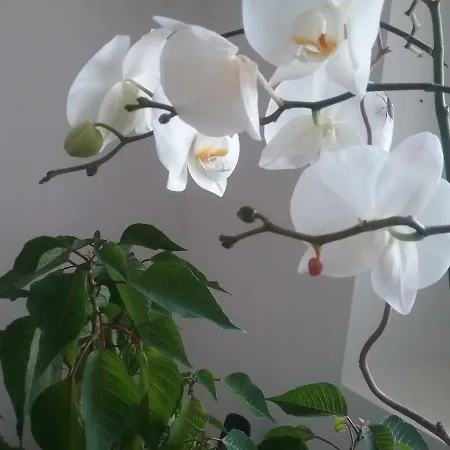 Gæstehus La Bastide Anne