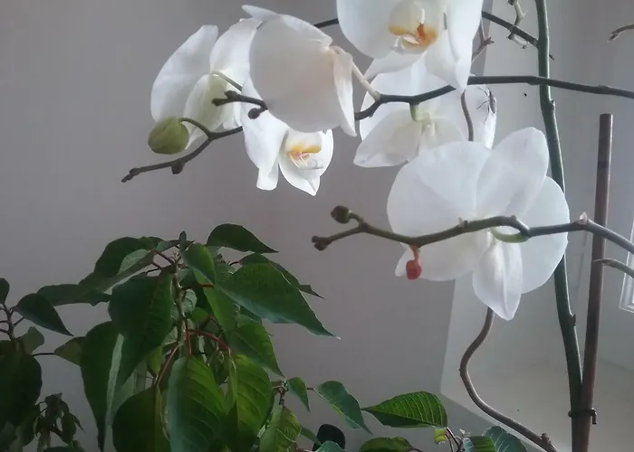 بيت ضيافة La Bastide Anne